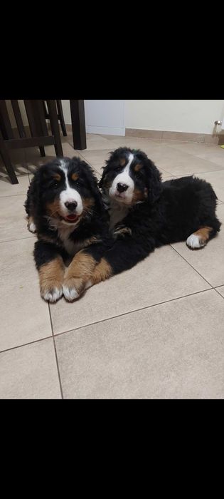 Berneński pies pasterski