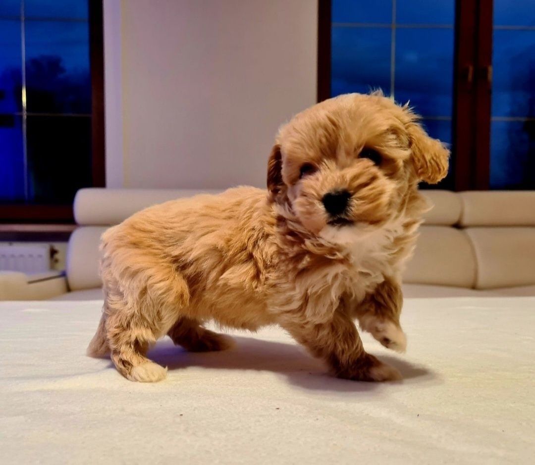 Chłopczyk MALTIPOO ** HYBRYDA Pudel Toy & Maltańczyk **