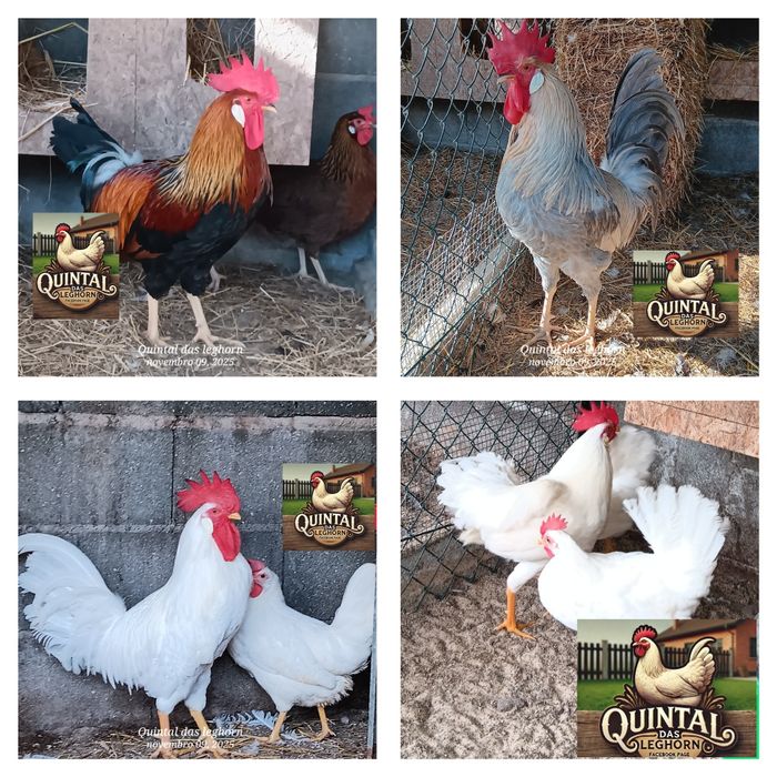 Pintos e ovos leghorn White,Leghorn brawn,Leghorn isabela e Azur