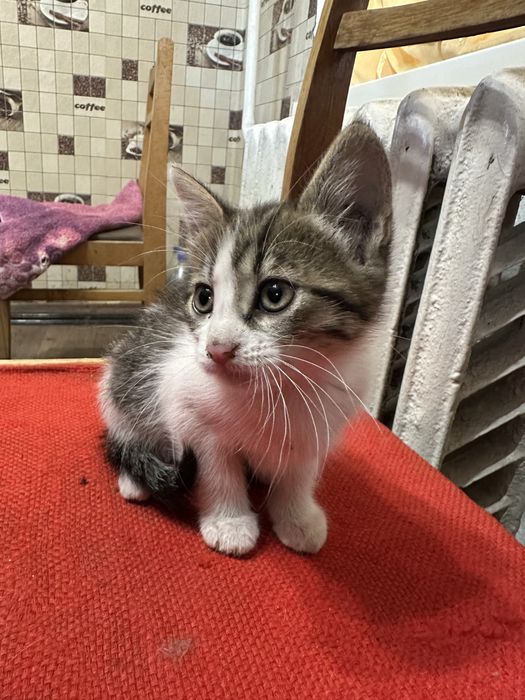 Відам в добрі руки котенят