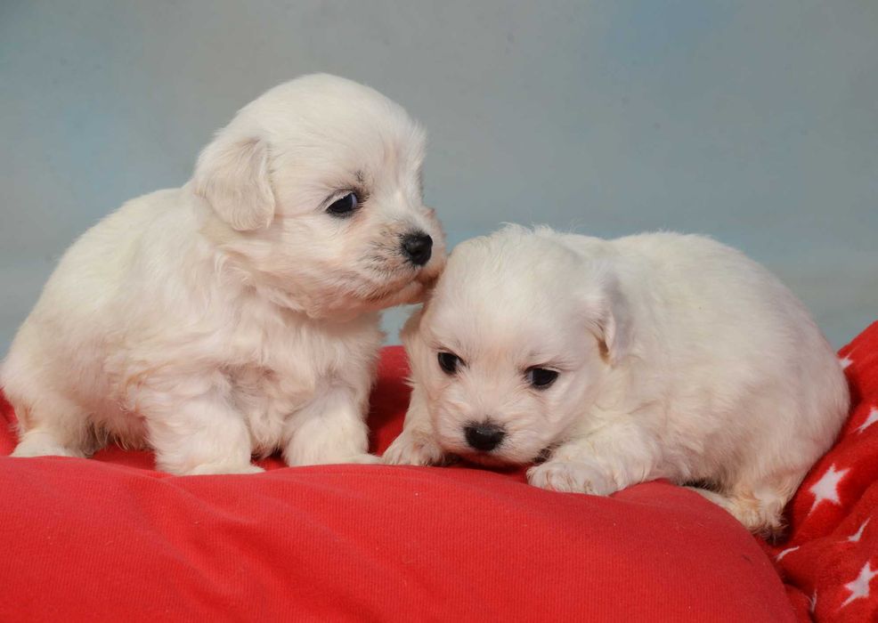 Maltańczyki z hodowli pod opieką lekarza okazja mogę paszport