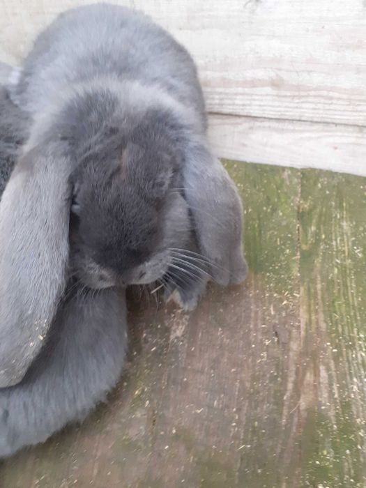 baran francuski niebieski  rodowod