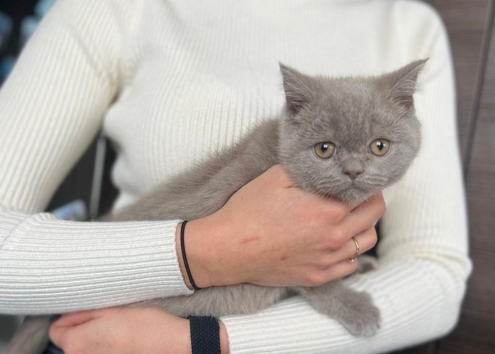Pięknej urody Kotka Brytyjska z Rodowodem