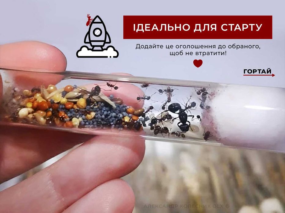 Колонії 30+ робітників + матка, Жнеці, Messor Structor