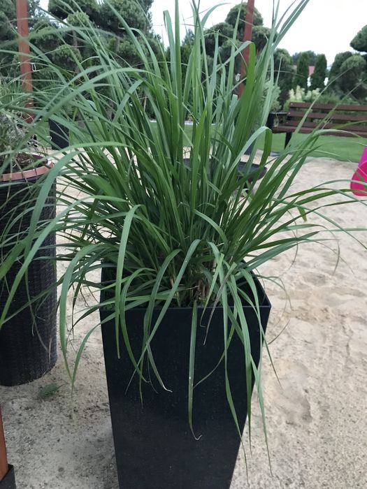 Dorodne Trawy ozdobne w  donicy krótko  przed kwitnięciem