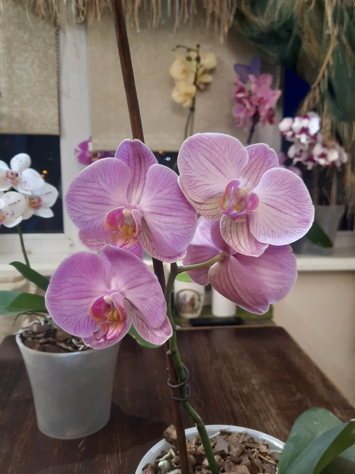 Продам орхидею фаленопис