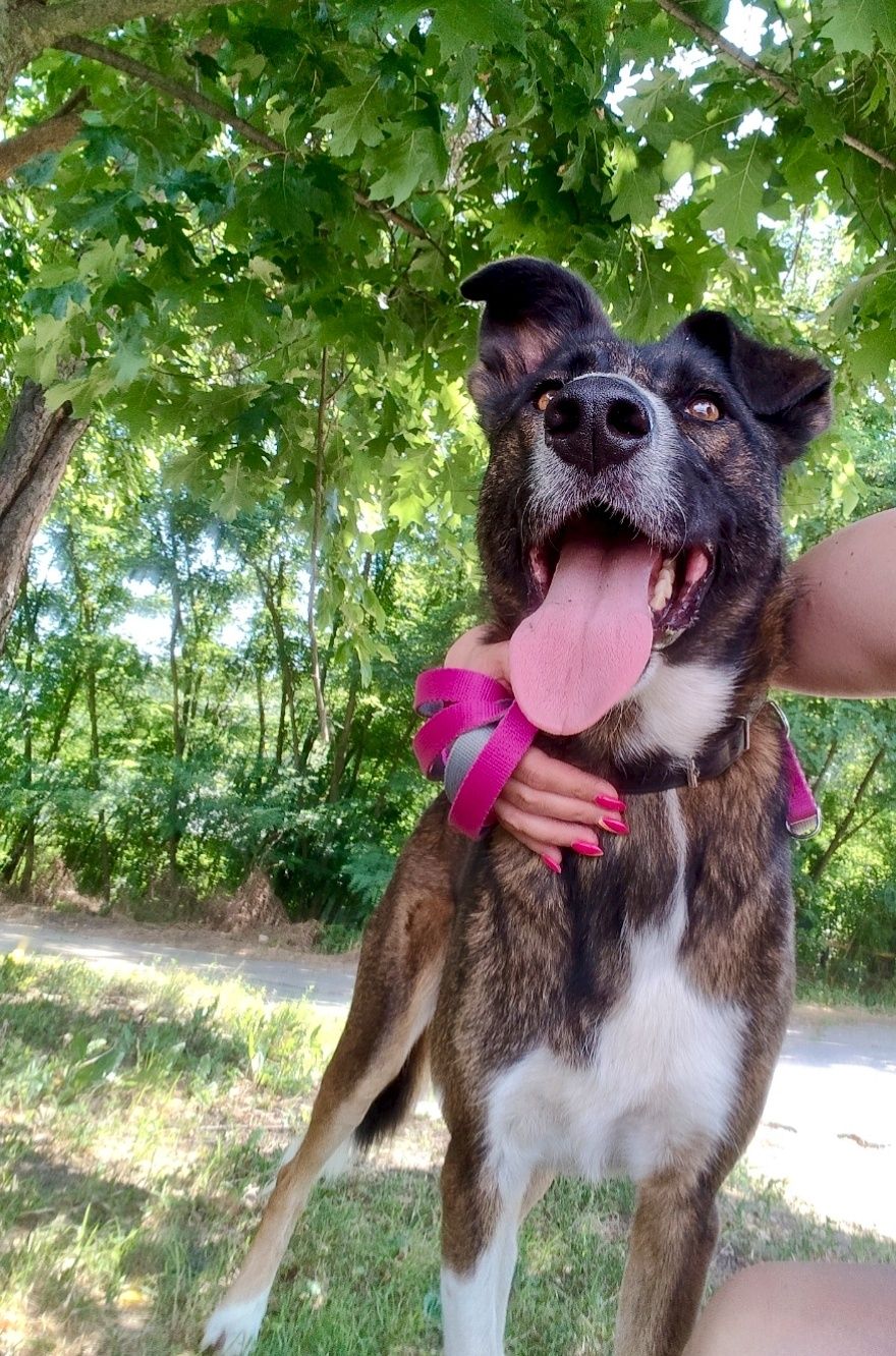 Kropka gorąco poleca się do adopcji..
