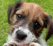 Jack Russell Terrier wire- haired MALE Jack from # SMARTIE JACKS #