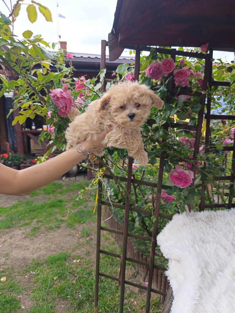 Szczeniak Maltipoo