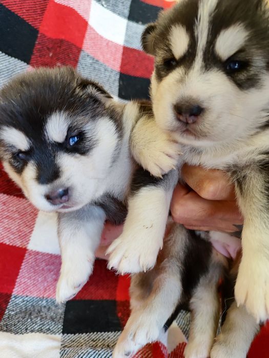 Малюки!  Хаскі- красунчики
