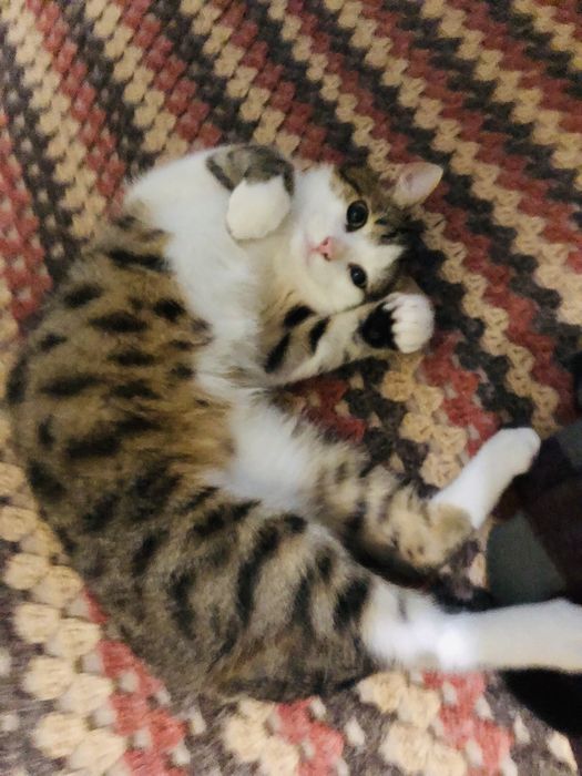 Тигровий котик шукає теплий дім