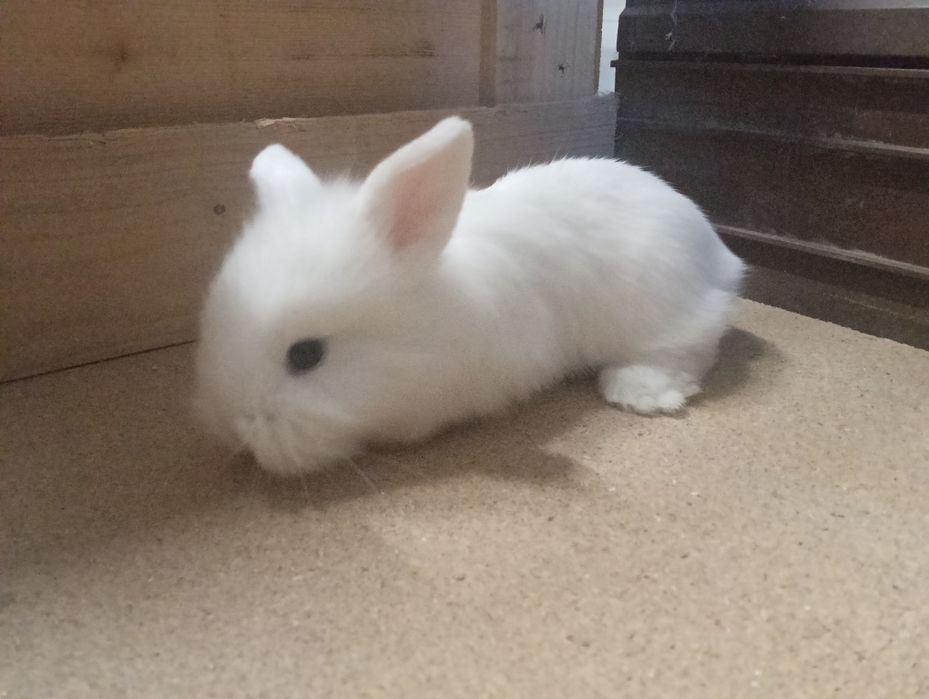 Coelhos anões Lion head