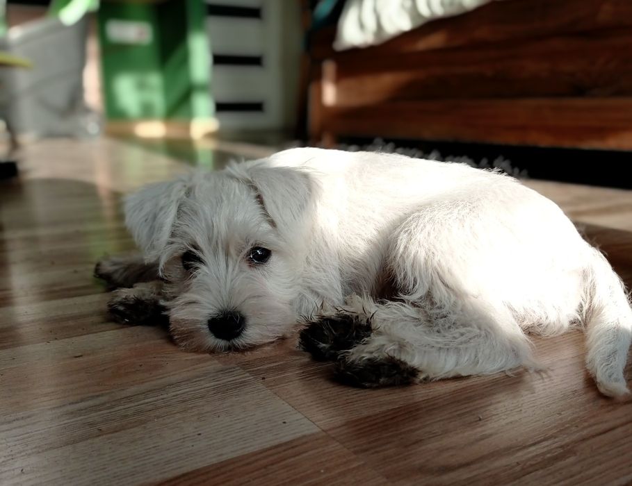 sznaucer miniaturowy miniatura sznupek biały raty samiec piesek pies