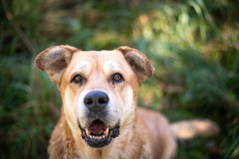 Ryan- duży, spokojny i przyjazny psiak do adopcji.