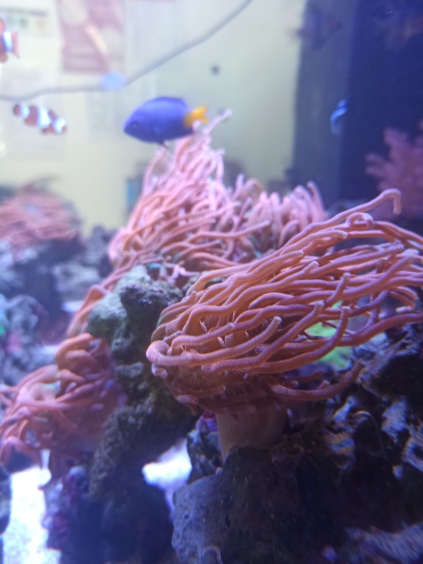 Corais para aquario reef