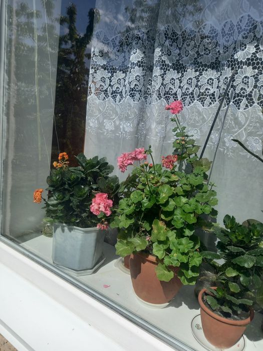 Каланхоє жовтий.