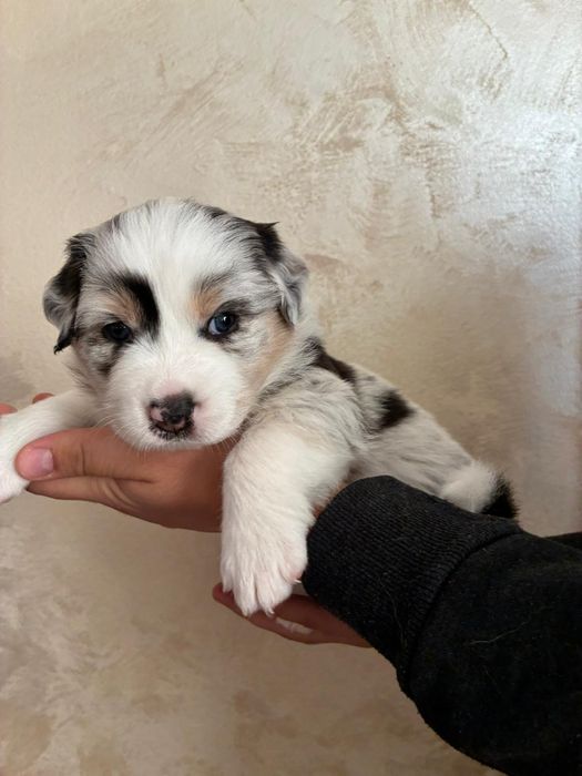 Owczarek australijski suczka blue merle