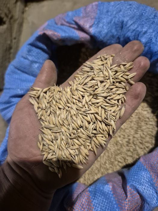 Sprzedam tegoroczny owies Eos