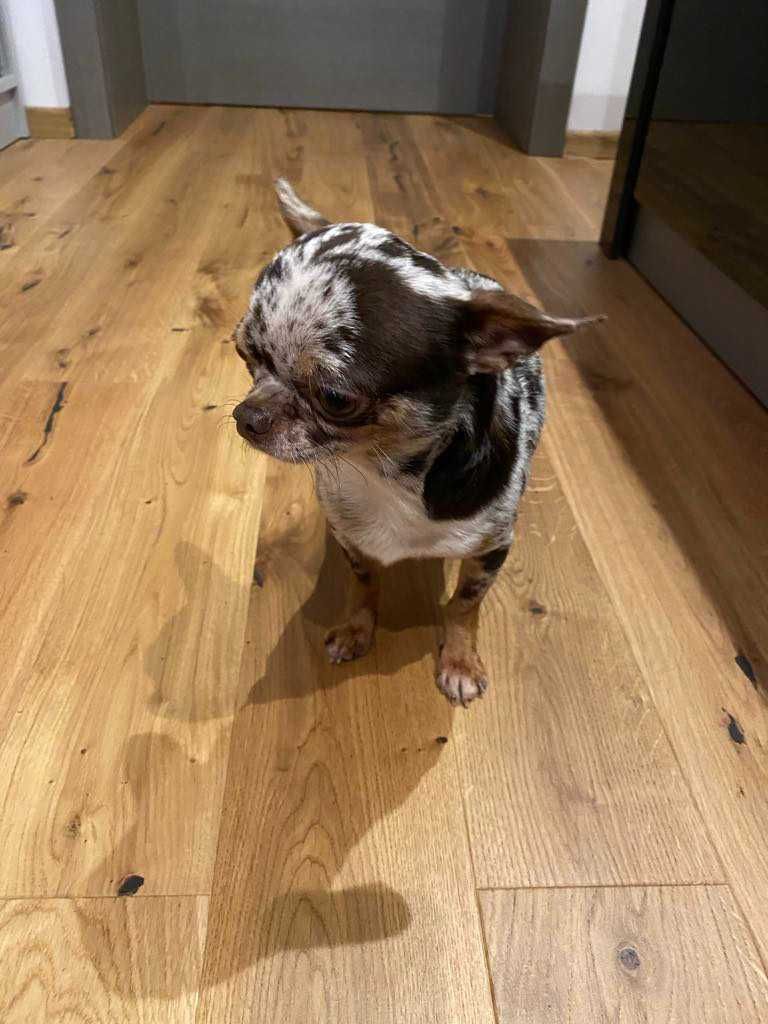 Chihuahua merle piesek z rodowodem