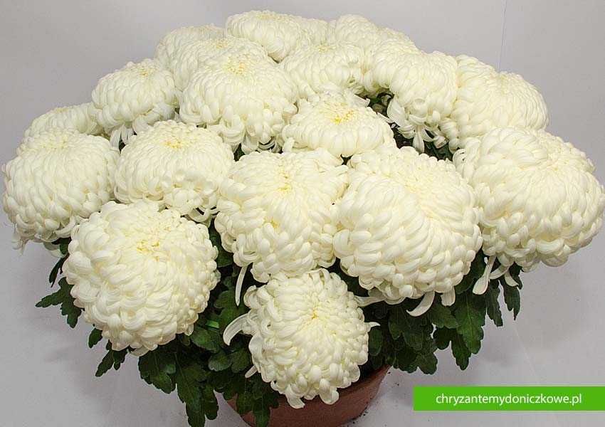 Chryzantemy wielkokwiatowe – komodo białe/żółte – donica fi 25cm