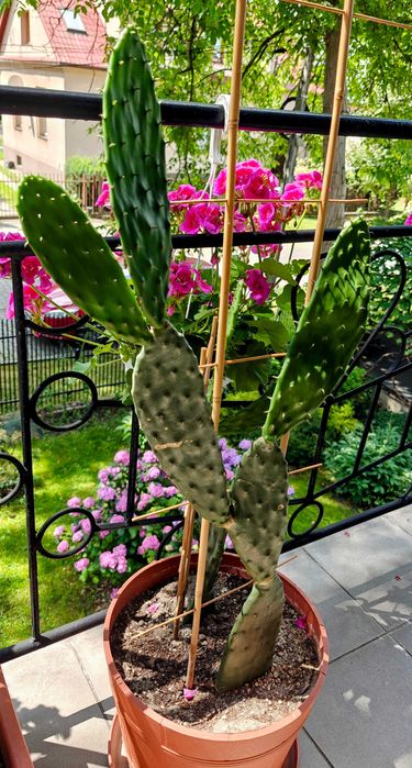 Opuncja figowa (kaktus owocowy) Gotowe sadzonki.