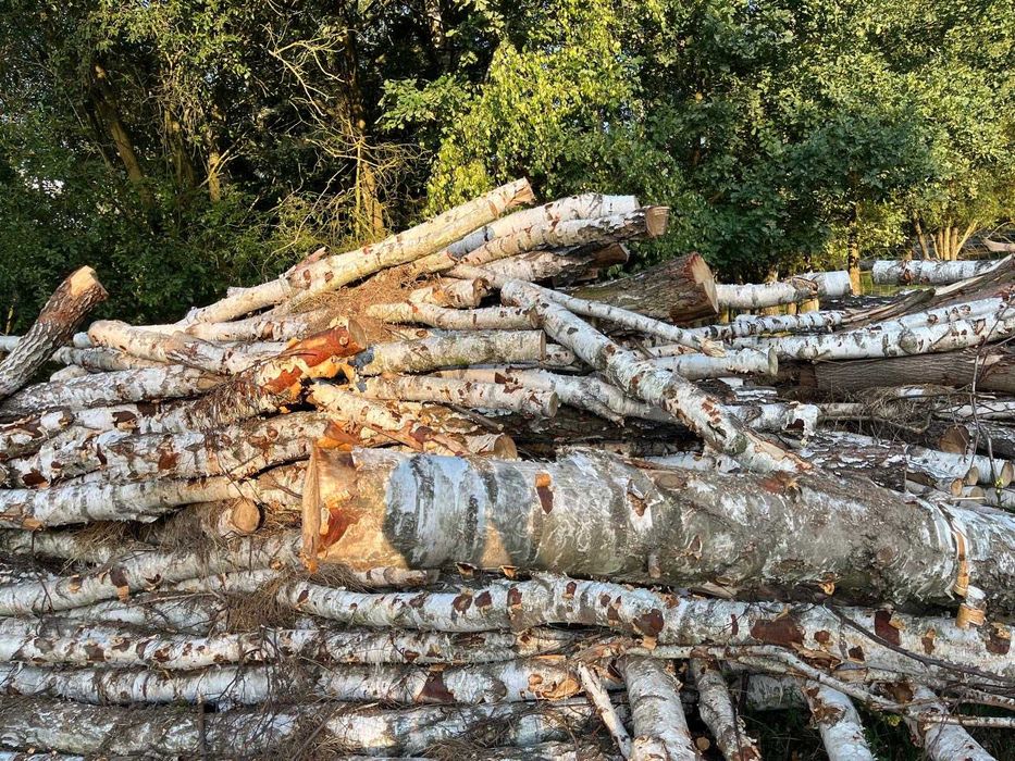 Drzewo drewno opałowe dąb, brzoza, sosna