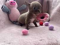 Chihuahua gotowe do odbioru