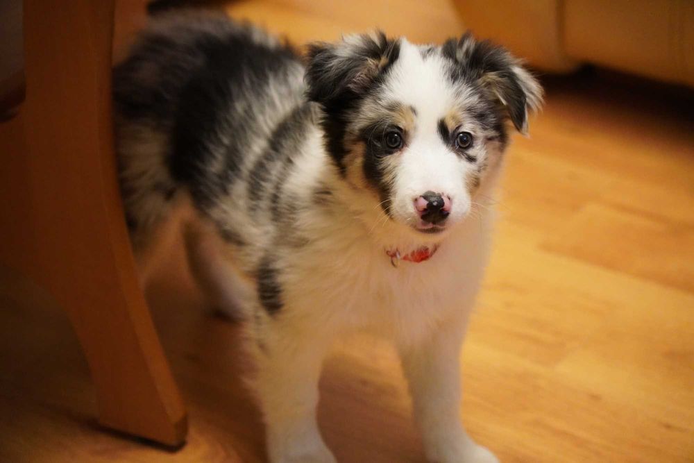 Border Collie blue merle piesek