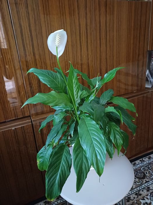 Спатифиллум, вазон с растениями