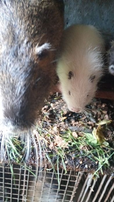 Продаються хом'яки