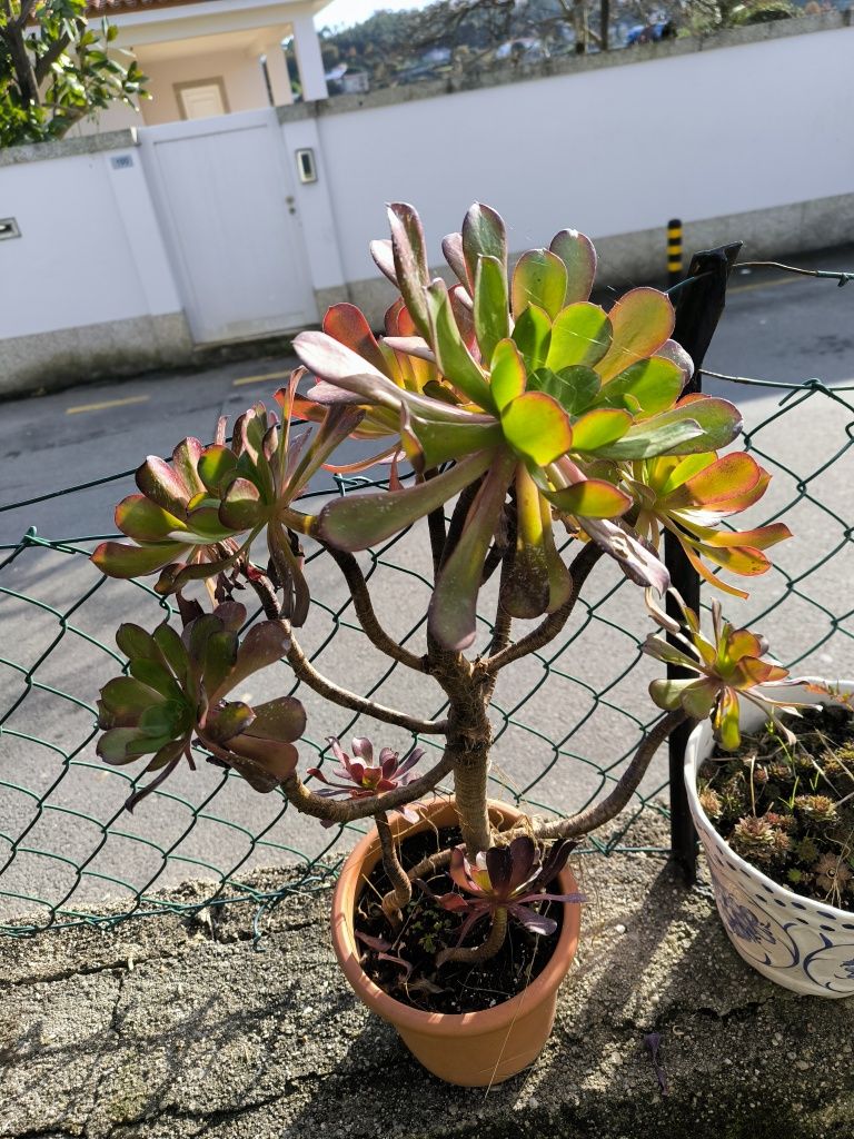 Planta suculenta
