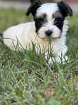 Biewer Yorkshire