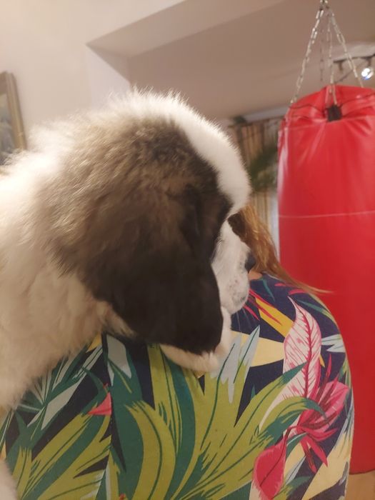 Bernardyn  długowłosy piesek