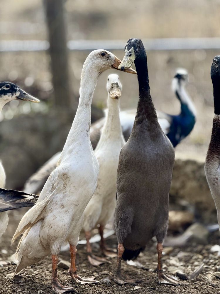 Patos Corredores Indianos Machos