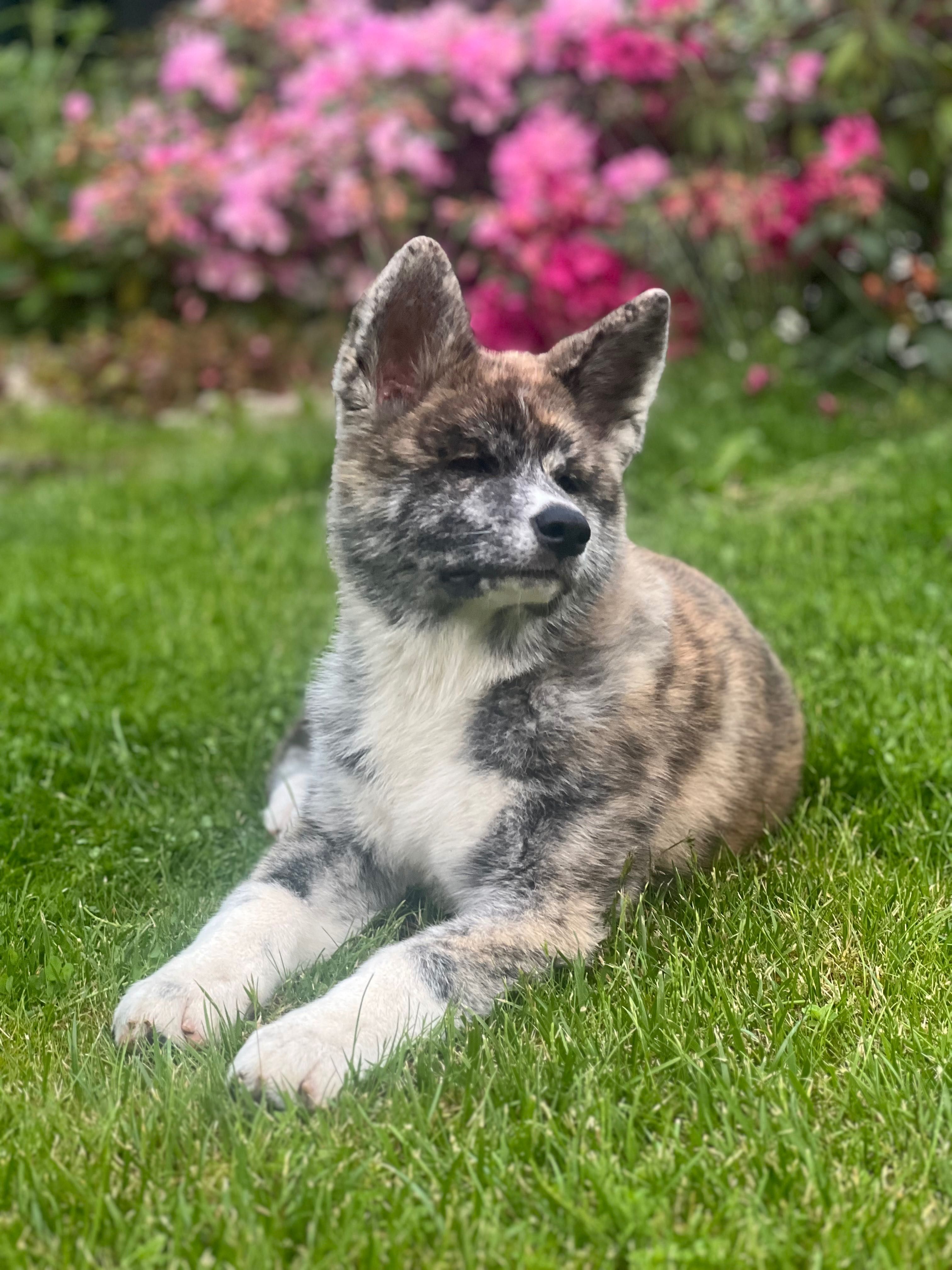 Akita Inu FCI szczeniak suczka