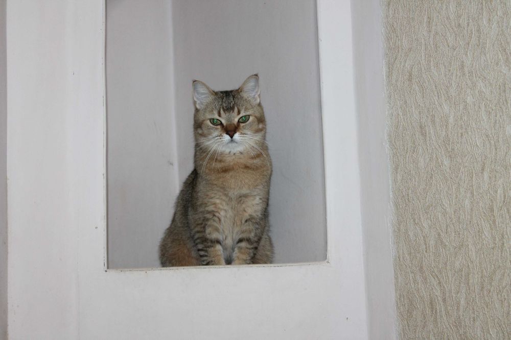 Акція вихідного дня Золоті шотландські котики