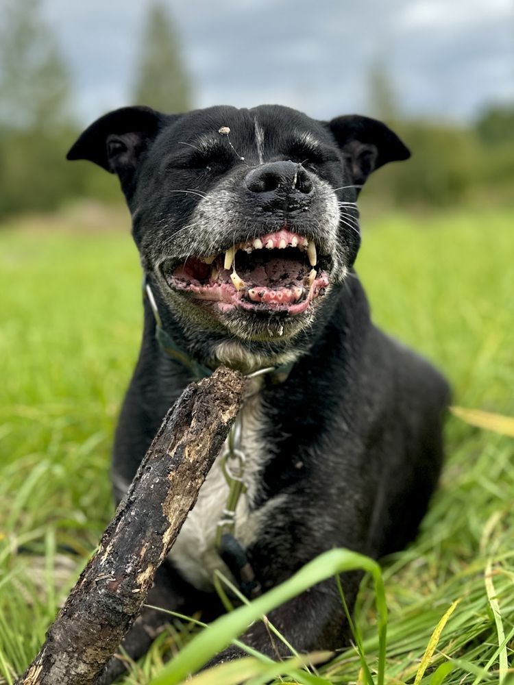 Szejk - świetny starszy amstaff