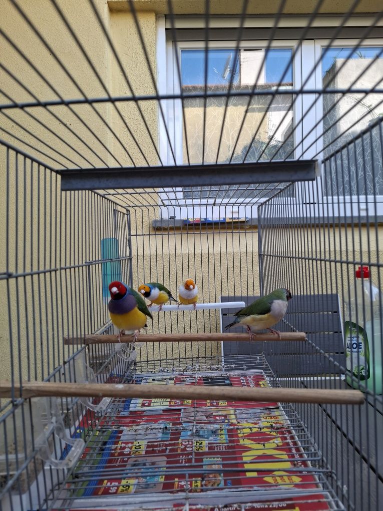 Lote Canarios e Diamantes Gould