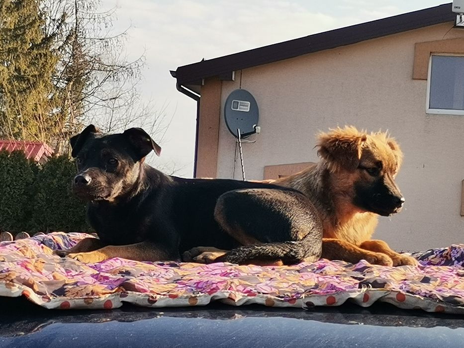 Bolek 6 miesięczny szuka domu