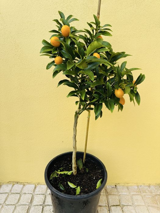 Kumquats Original Japonês com fruto - portes grátis
