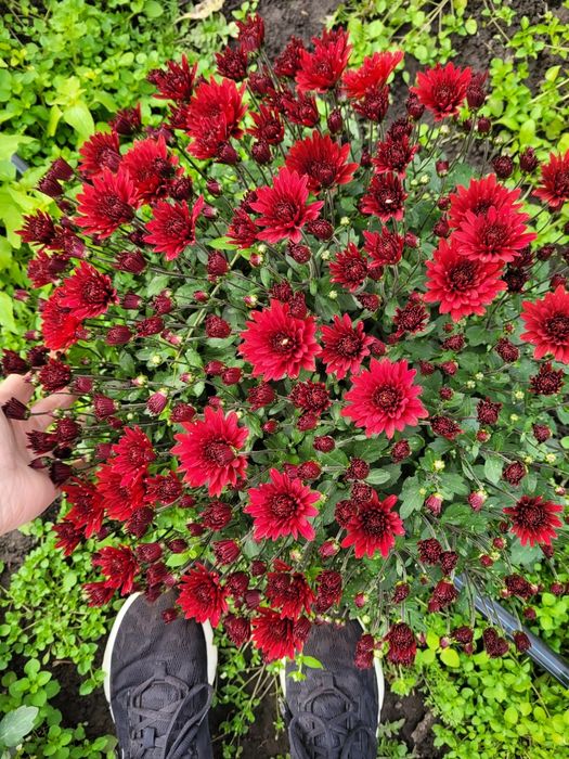 Хризантема мультифлора