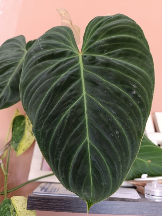 Philodendron Splendid ,rosnace pedowki, kilka sztuk
