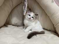 Kocurek Ragdoll rodowodowy FPL Grey