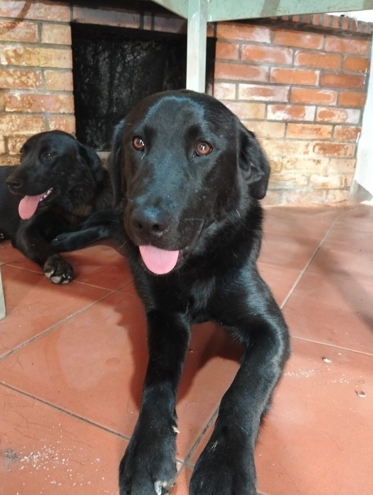 cães para adoção