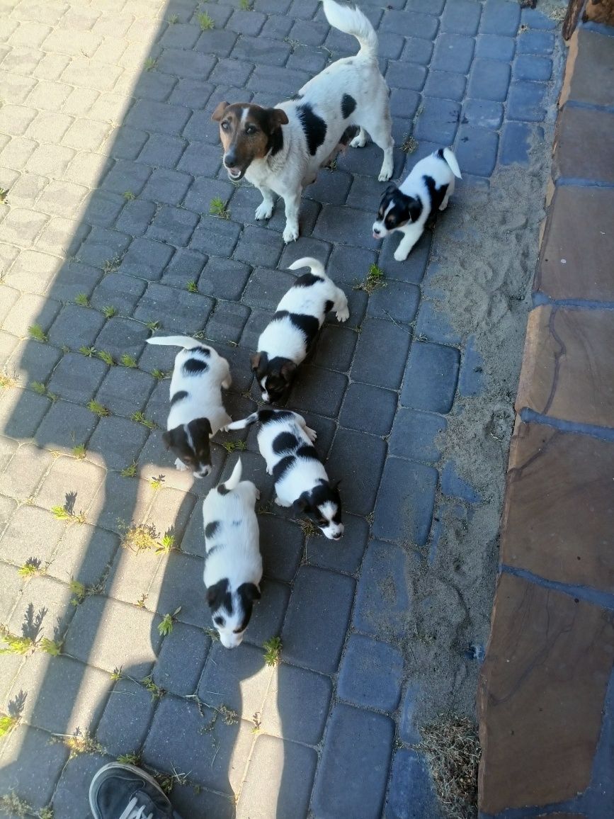 Jack Russell Terrier