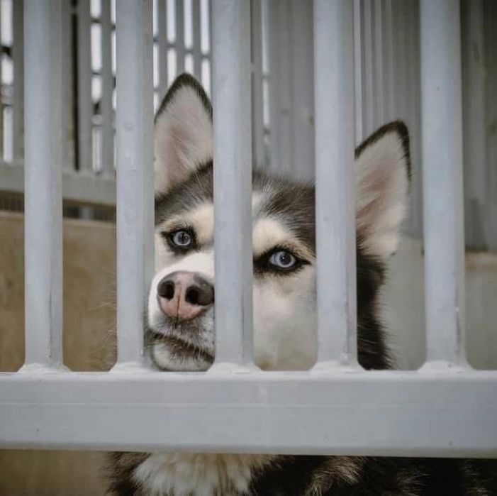 Grubson w typie Husky do odpowiedzianej adopcji