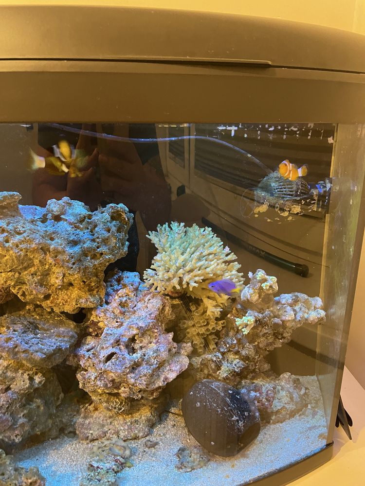 Akwarium morskie ReefMax 105l Aquael Rybki żywa skała