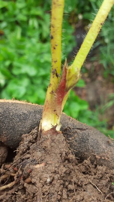 Mudas de morangueiro portola.