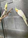 casal caturras para venda