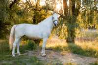 Koń, Klacz slaska 8 lat, regularnie jezdzona